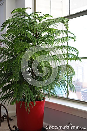 Norfolk Island Pine Stock Photo