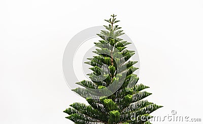 Norfolk Island pine tall straight green tree. Stock Photo