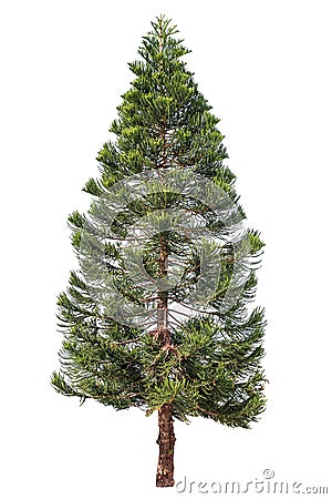 Norfolk pine or Araucaria pine tree. Stock Photo