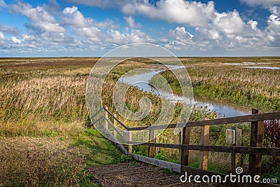 Norfolk Reed Stock Photo