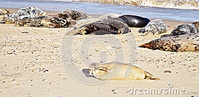 Norfolk seal rookery lying on the beach and closes his eys from the sun Stock Photo