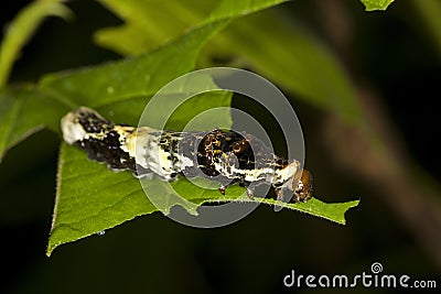 Norfolk Swallowtail, papilio amynthor, caterpillar, bird dropping mimic Stock Photo