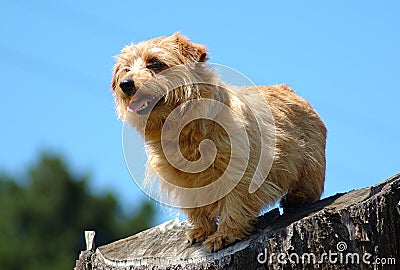 Norfolk Terrier Stock Photo