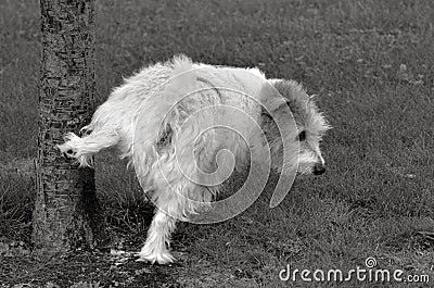 Norfolk Terrier Stock Photo