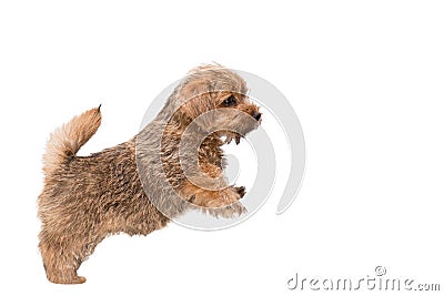 Norfolk Terrier puppy Stock Photo