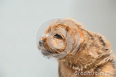 Norfolk Terrier puppy Stock Photo