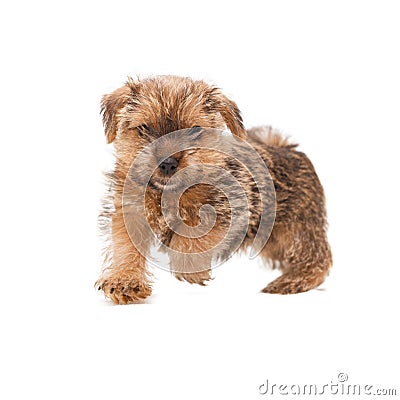 Norfolk Terrier running Stock Photo