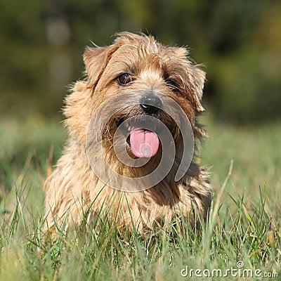 Norfolk terrier smiling at you Stock Photo