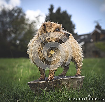 Norfolk Terrier Stock Photo