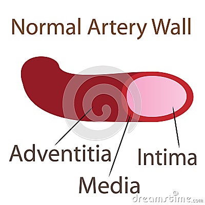 Normal artery wall illustration Vector Illustration