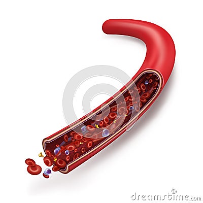 Normal blood flow in the vein. Blood cells white blood cells, red blood cells, platelets in plasma circulate inside the vein. Hu Cartoon Illustration