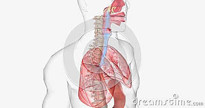 During normal breathing, oxygen rich air enters through your nose or mouth and reaches the lungs through your airways Stock Photo