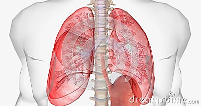 During normal breathing, oxygen rich air enters through your nose or mouth and reaches the lungs through your airways Stock Photo