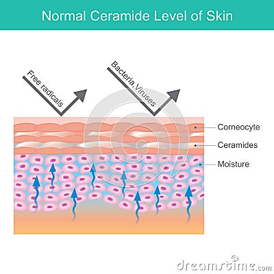 Normal Creamed Level of Skin. Vector Illustration