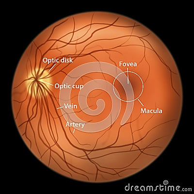 Normal eye retina, illustration Cartoon Illustration