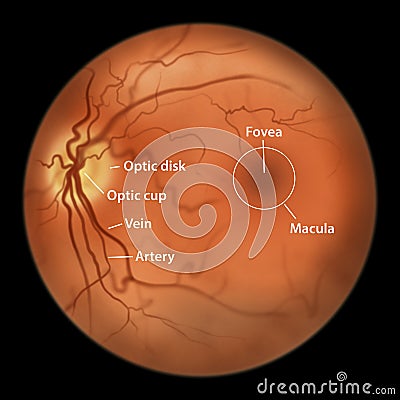 Normal eye retina, illustration Cartoon Illustration