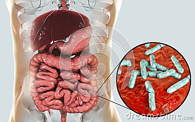 Normal flora of large intestine, bacteria Bidifobacterium Cartoon Illustration