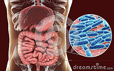 Normal flora of small intestine, bacteria Lactobacillus Cartoon Illustration