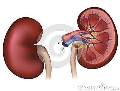 Normal human kidney and cross section Vector Illustration