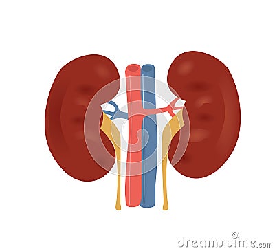 Normal kidney anatomy illustration Cartoon Illustration