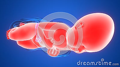 Normal Labor and Vaginal birth Anatomy Stock Photo