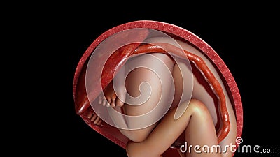 Normal labor and vaginal birth Stock Photo