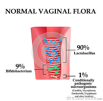 Normal microflora of the vagina. The ratio of lactobacilli, bifidobacteria and conditionally pathogenic bacteria. Vector Illustration