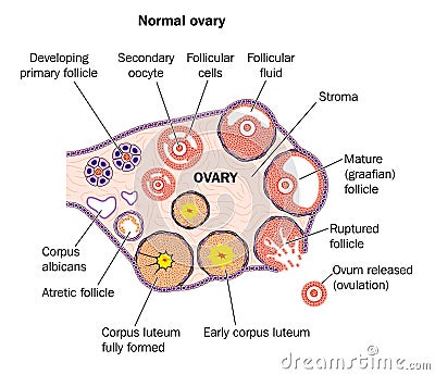 Normal Ovary Vector Illustration