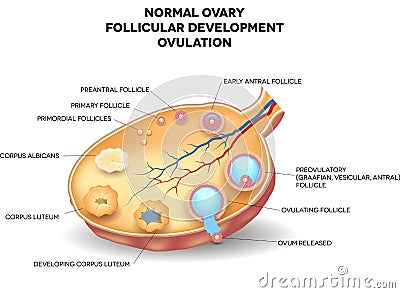 Normal ovary, follicular development and ovulation Stock Photo