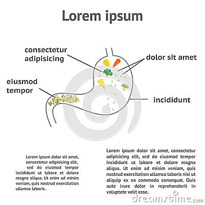 The normal process of digestion Vector Illustration