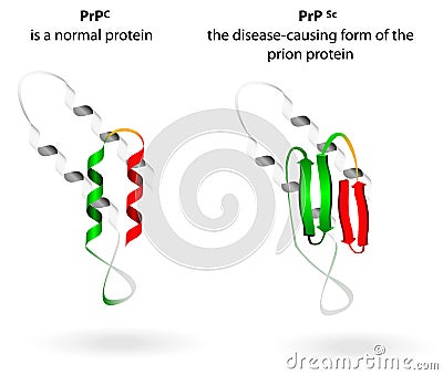 Normal protein and prion diseases. Vector scheme Vector Illustration