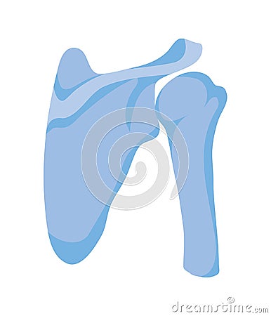 normal shoulder joints Vector Illustration