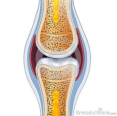 Normal synovial joint anatomy Vector Illustration