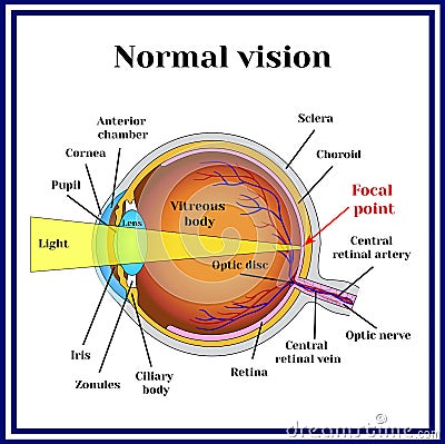 Normal vision. Eyeball structure. Medicine. Vector Illustration