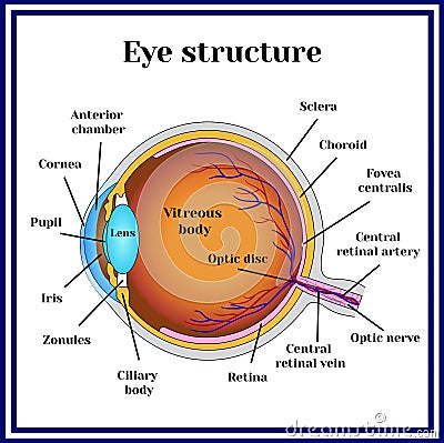 Normal vision. Eyeball structure. Medicine. Vector Illustration