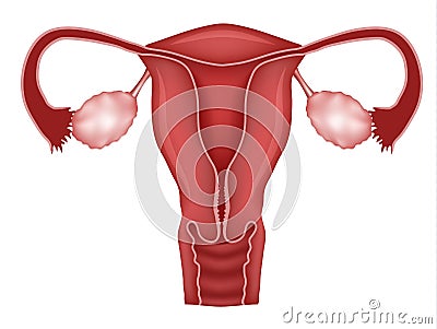 Normal womb and ovaries illustration Vector Illustration