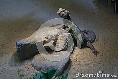 North African mastigure Uromastyx acanthinura Stock Photo