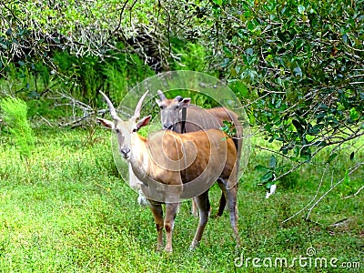 North America, USA, Florida, white-tailed deer Stock Photo