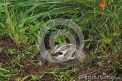 North American Badger Taxidea taxus Looks Left Teeth Bared Stock Photo