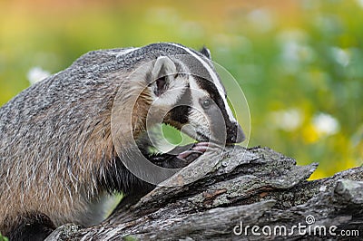 North American Badger Taxidea taxus Sniffs at Log Summer Stock Photo