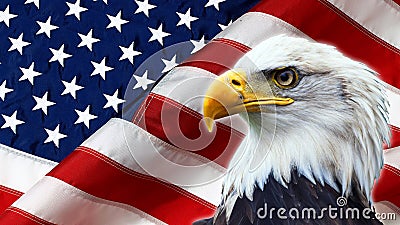 North American Bald Eagle on American flag Stock Photo