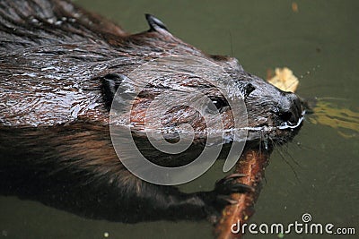 North american beaver Stock Photo