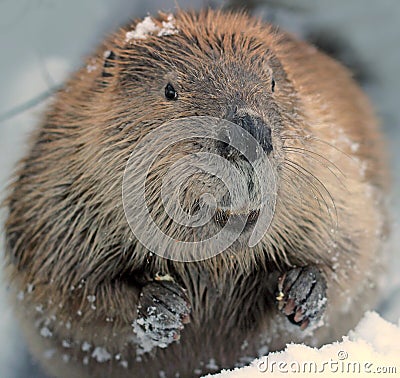 North American Beaver Stock Photo