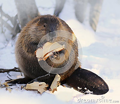 North American Beaver Stock Photo