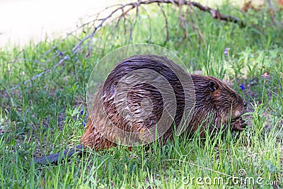 North American beaver feeding on your saplings Stock Photo