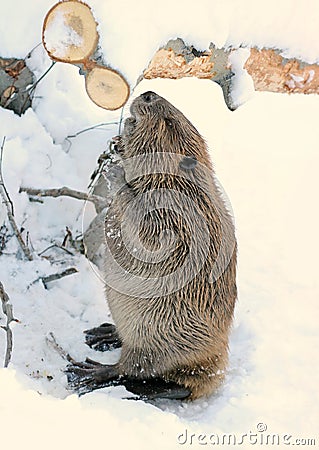 North American Beaver Stock Photo