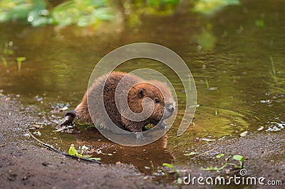 North American Beaver Kit Castor canadensis Stands on Shorelin Stock Photo