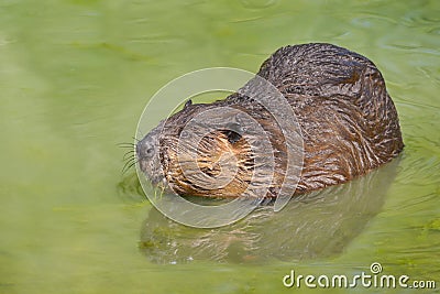 North American Beaver in water Stock Photo