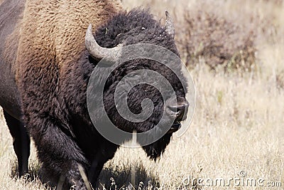 North American Bison Stock Photo