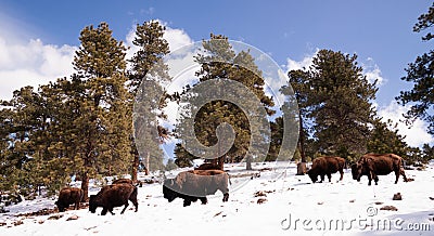 North American Bison Buffalo Roam Hillside Fresh Snow Blue Sky Stock Photo